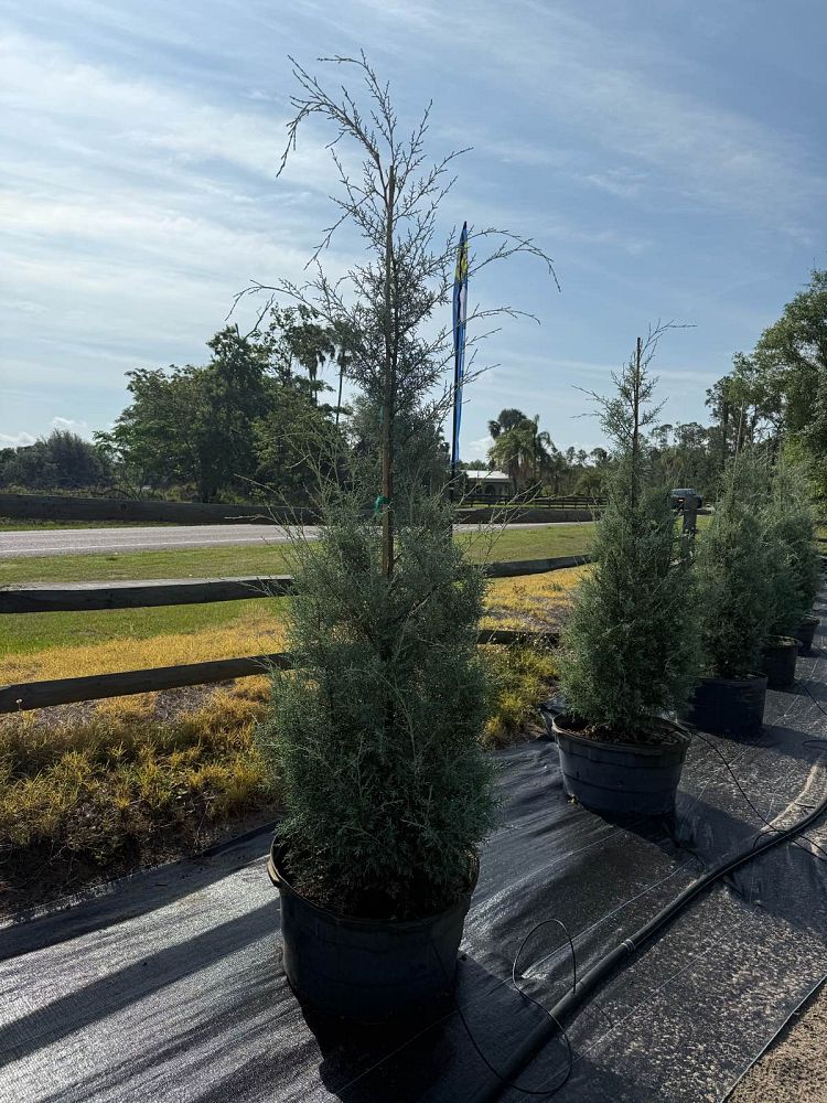 cupressus-arizonica-glabra-blue-ice-arizona-blue-cypress-smooth-bark-arizona-cypress-callitropsis-glabra