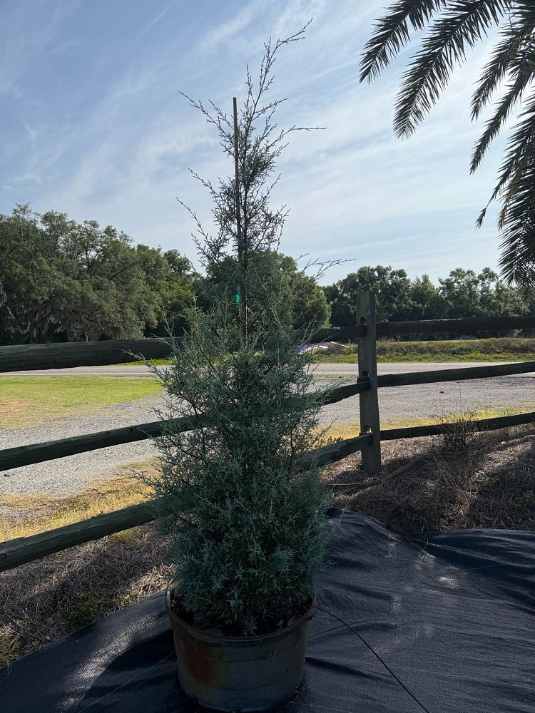 cupressus-arizonica-glabra-blue-ice-arizona-blue-cypress-smooth-bark-arizona-cypress-callitropsis-glabra