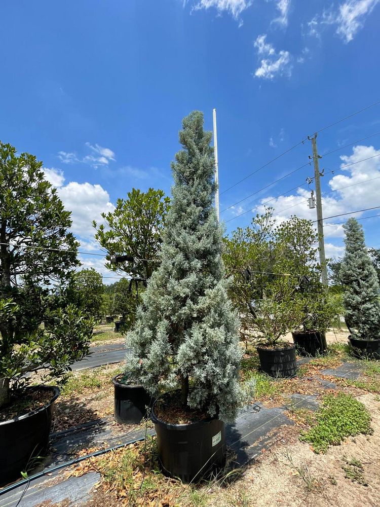 cupressus-arizonica-glabra-blue-ice-arizona-blue-cypress-smooth-bark-arizona-cypress-callitropsis-glabra