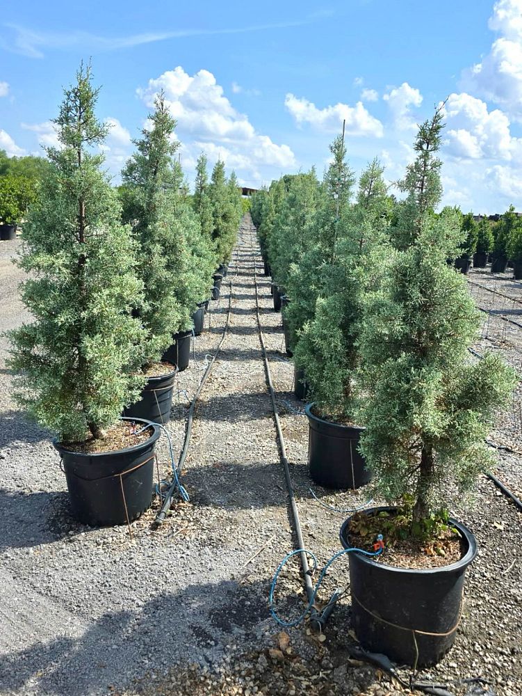 cupressus-arizonica-glabra-blue-ice-arizona-blue-cypress-smooth-bark-arizona-cypress-callitropsis-glabra