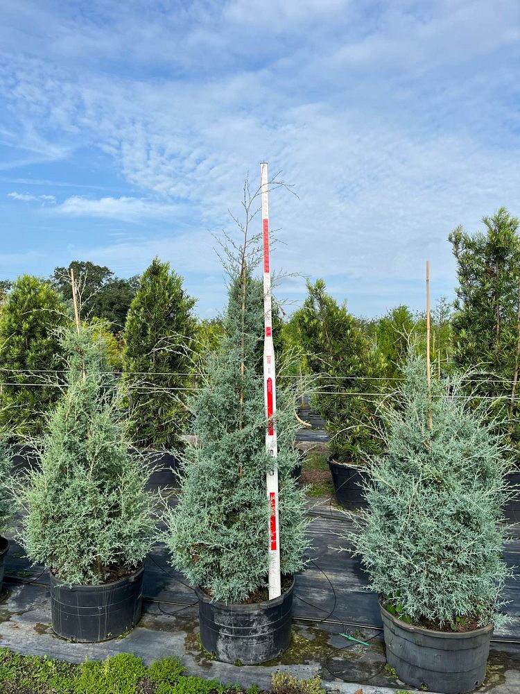 cupressus-arizonica-glabra-blue-ice-arizona-blue-cypress-smooth-bark-arizona-cypress-callitropsis-glabra