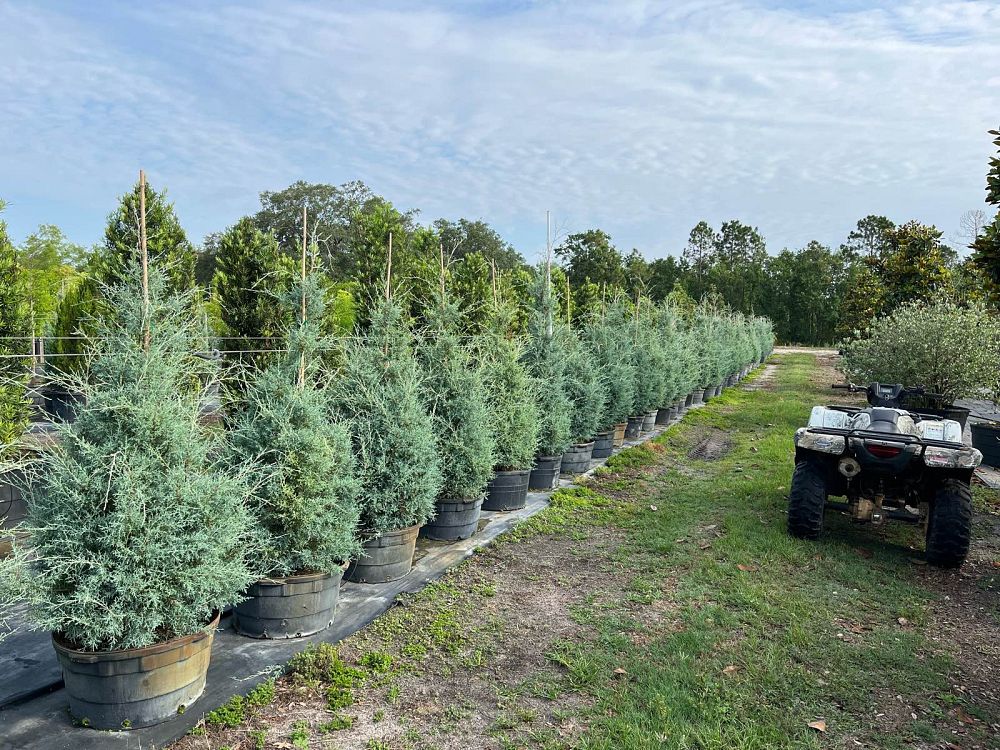 cupressus-arizonica-glabra-blue-ice-arizona-blue-cypress-smooth-bark-arizona-cypress-callitropsis-glabra