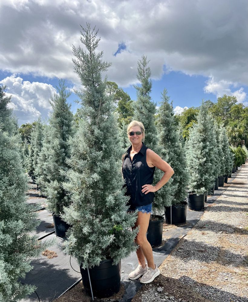 cupressus-arizonica-glabra-blue-ice-arizona-blue-cypress-smooth-bark-arizona-cypress-callitropsis-glabra