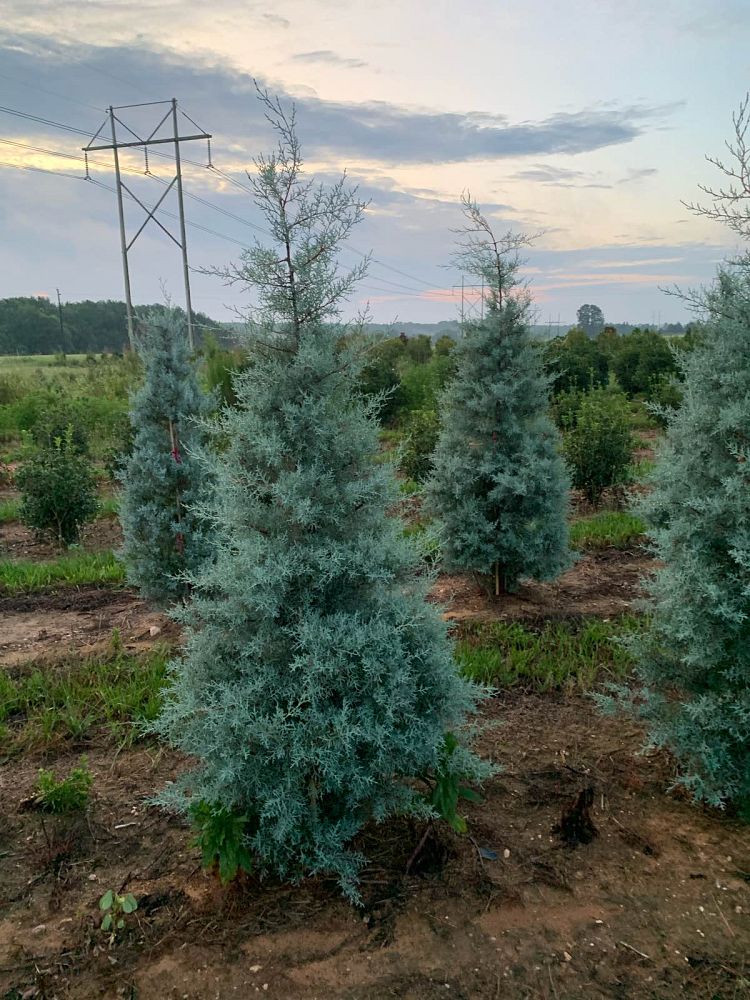 cupressus-arizonica-glabra-blue-ice-arizona-blue-cypress-smooth-bark-arizona-cypress-callitropsis-glabra