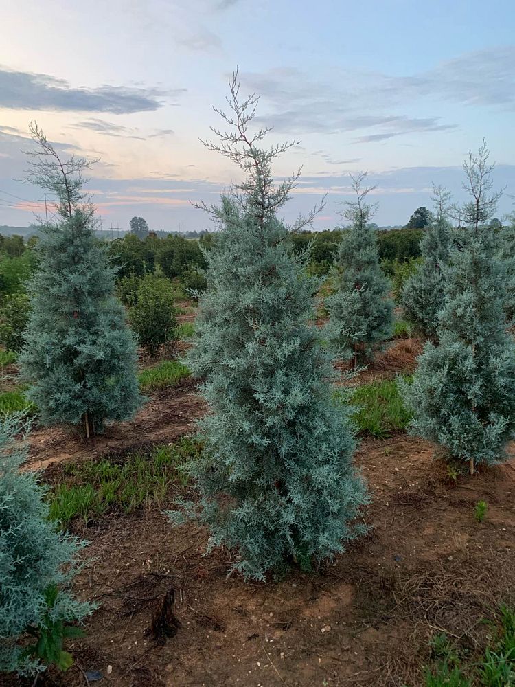 cupressus-arizonica-glabra-blue-ice-arizona-blue-cypress-smooth-bark-arizona-cypress-callitropsis-glabra