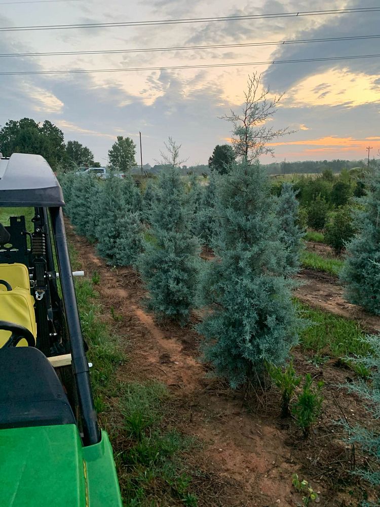 cupressus-arizonica-glabra-blue-ice-arizona-blue-cypress-smooth-bark-arizona-cypress-callitropsis-glabra