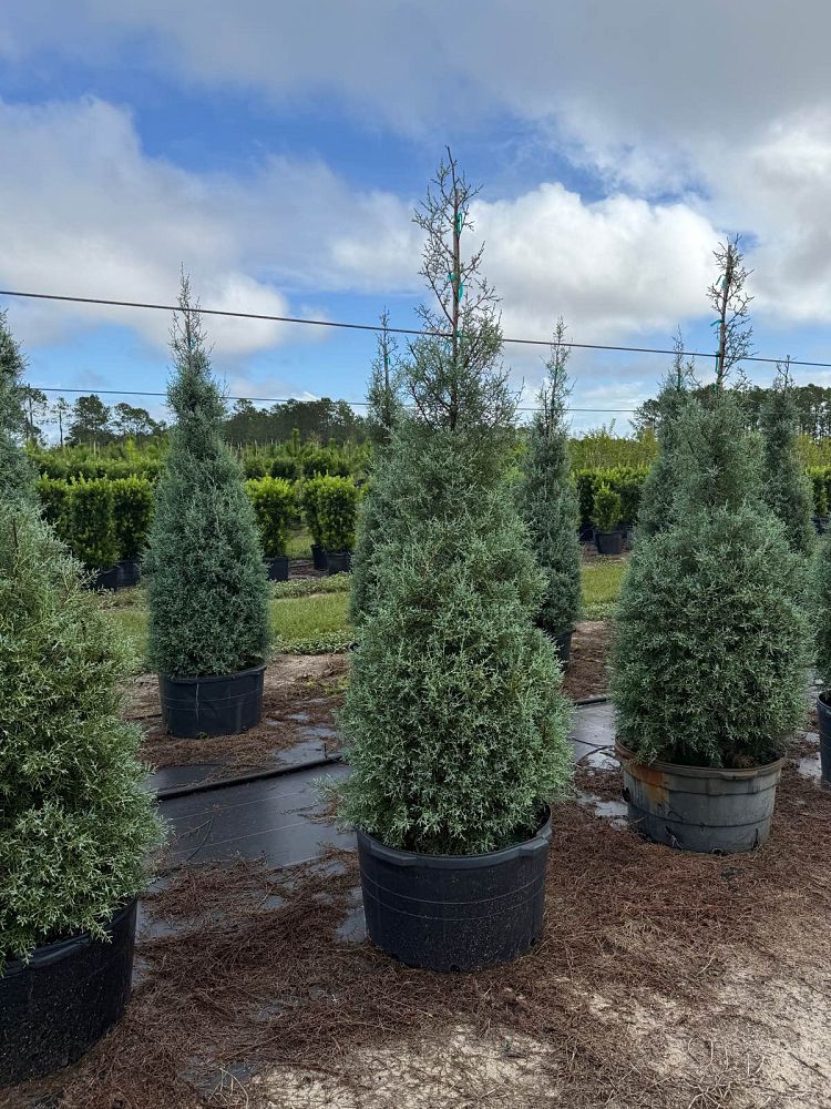 cupressus-arizonica-glabra-blue-ice-arizona-blue-cypress-smooth-bark-arizona-cypress-callitropsis-glabra