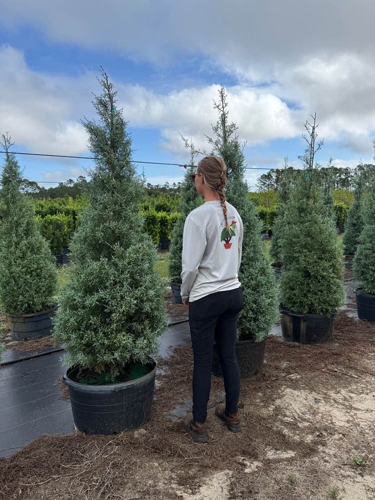 cupressus-arizonica-glabra-blue-ice-arizona-blue-cypress-smooth-bark-arizona-cypress-callitropsis-glabra