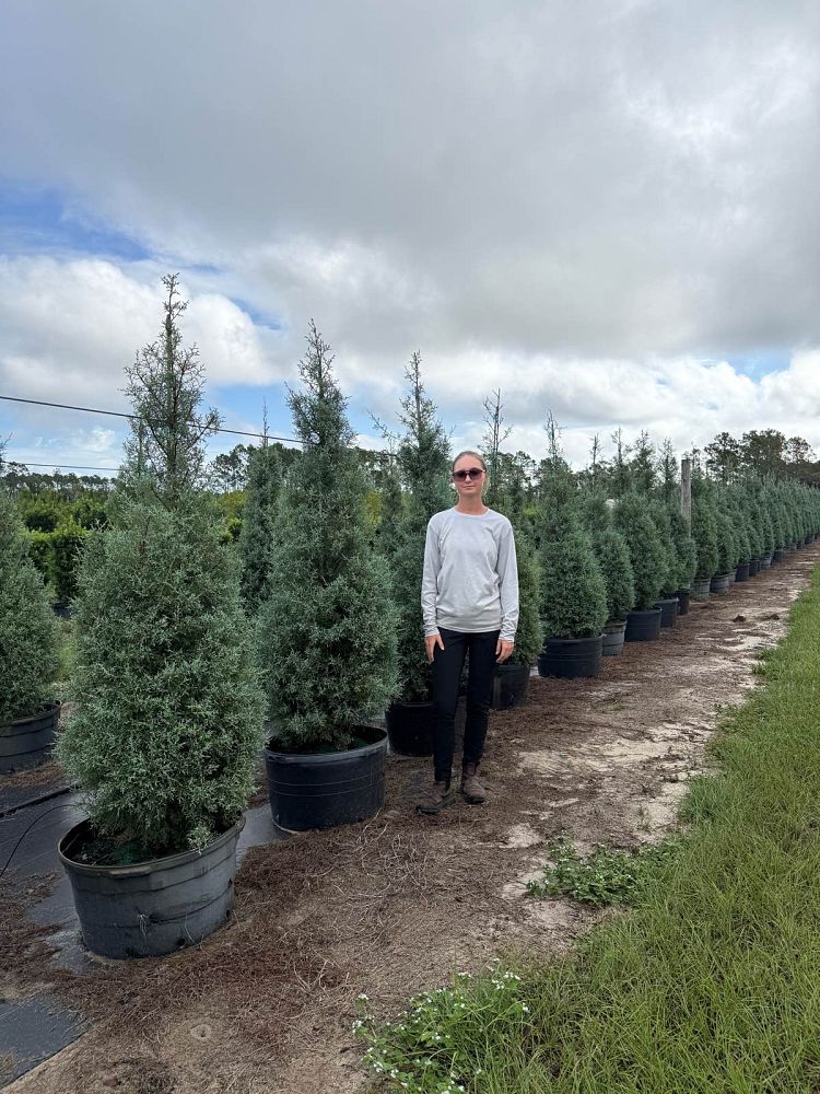cupressus-arizonica-glabra-blue-ice-arizona-blue-cypress-smooth-bark-arizona-cypress-callitropsis-glabra