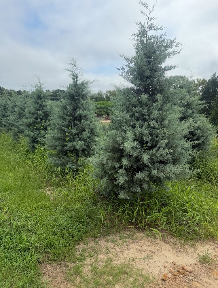 cupressus-arizonica-glabra-blue-ice-arizona-blue-cypress-smooth-bark-arizona-cypress-callitropsis-glabra