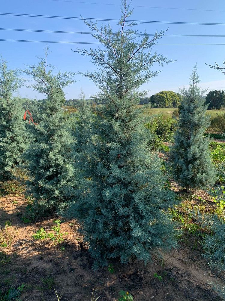 cupressus-arizonica-glabra-blue-ice-arizona-blue-cypress-smooth-bark-arizona-cypress-callitropsis-glabra