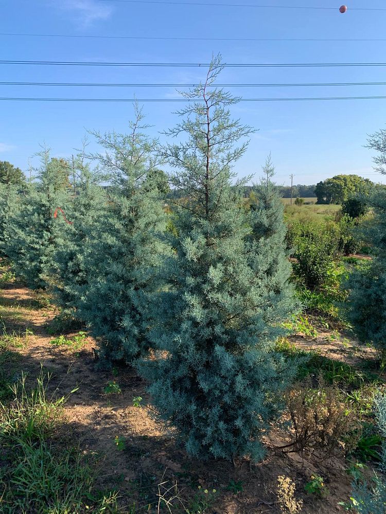 cupressus-arizonica-glabra-blue-ice-arizona-blue-cypress-smooth-bark-arizona-cypress-callitropsis-glabra