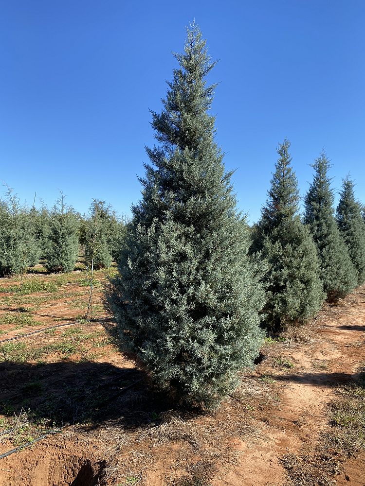 cupressus-arizonica-glabra-blue-ice-arizona-blue-cypress-smooth-bark-arizona-cypress-callitropsis-glabra