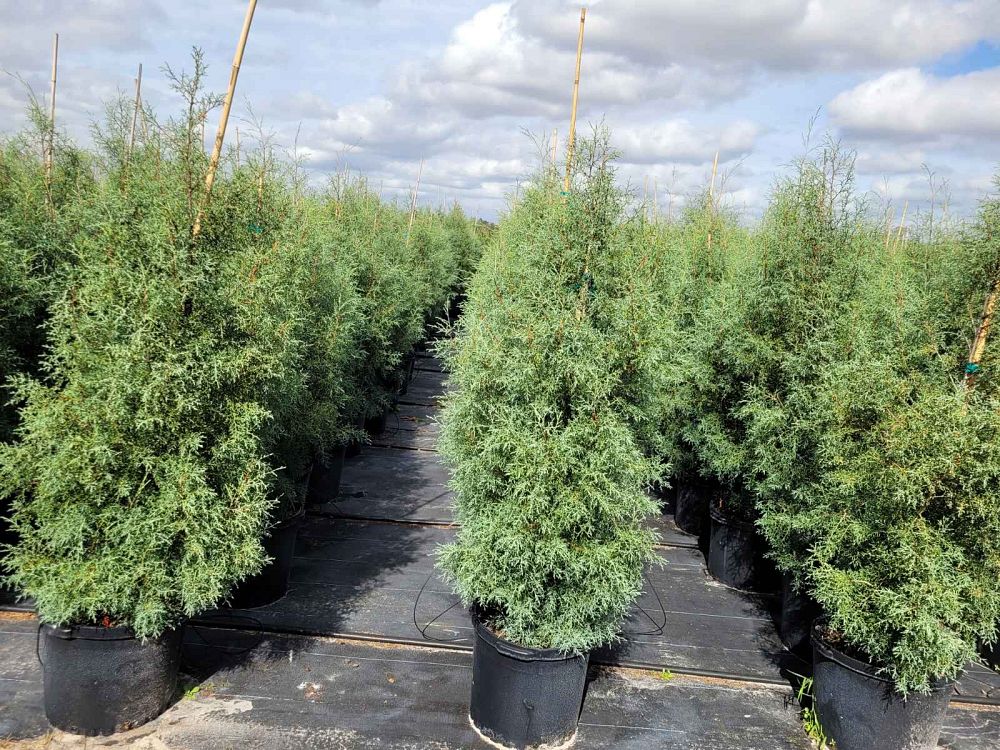 cupressus-arizonica-glabra-blue-sapphire-arizona-blue-cypress-smooth-bark-arizona-cypress-callitropsis-glabra
