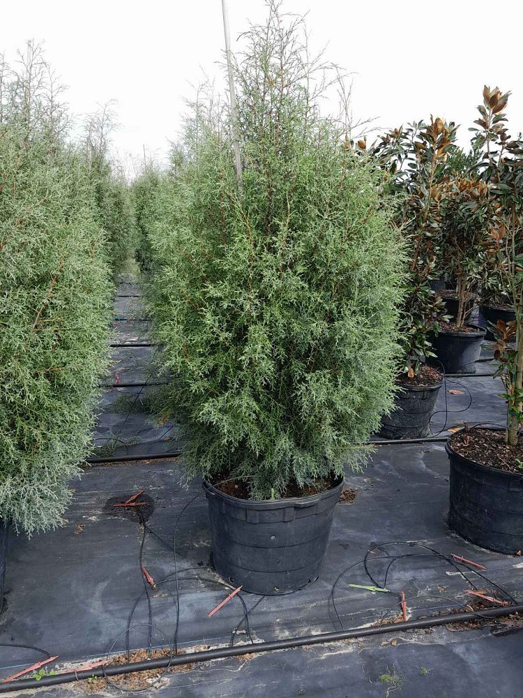cupressus-arizonica-glabra-blue-sapphire-arizona-blue-cypress-smooth-bark-arizona-cypress-callitropsis-glabra