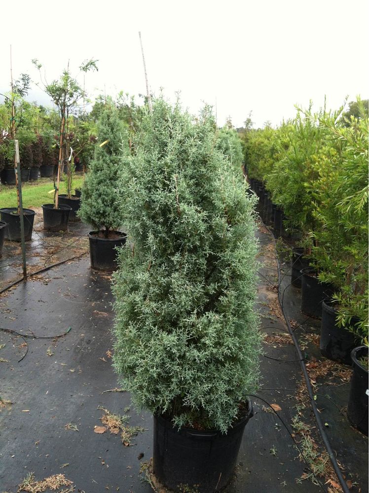 cupressus-arizonica-glabra-carolina-sapphire-arizona-blue-cypress-smooth-bark-arizona-cypress-callitropsis-glabra