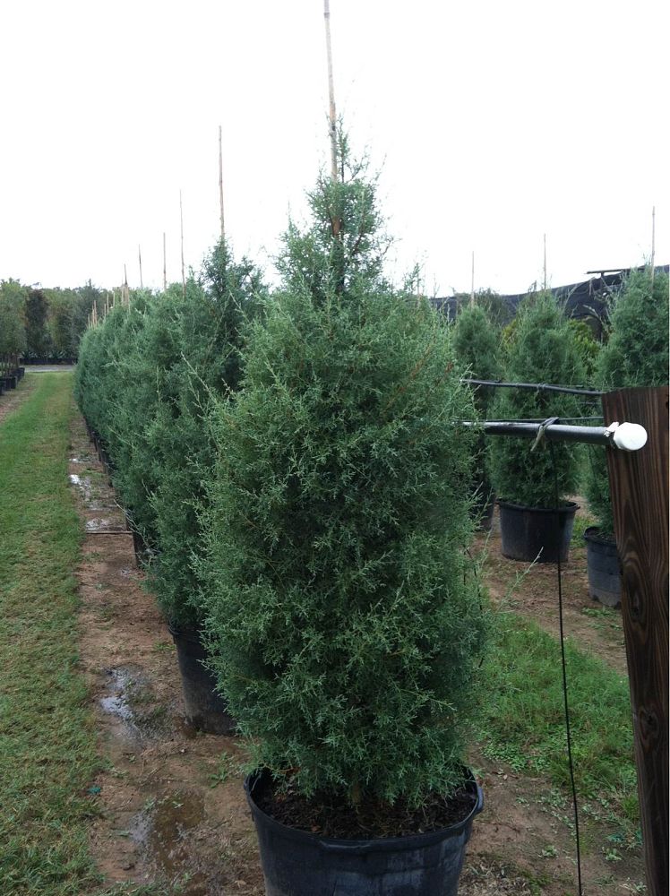 cupressus-arizonica-glabra-carolina-sapphire-arizona-blue-cypress-smooth-bark-arizona-cypress-callitropsis-glabra