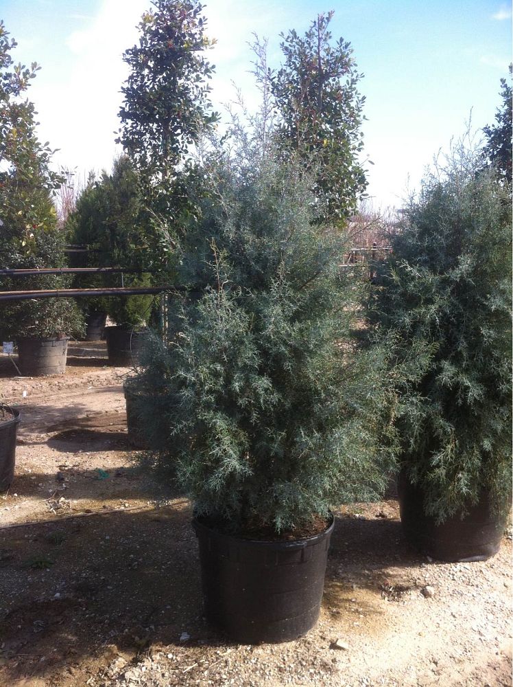 cupressus-arizonica-glabra-carolina-sapphire-arizona-blue-cypress-smooth-bark-arizona-cypress-callitropsis-glabra