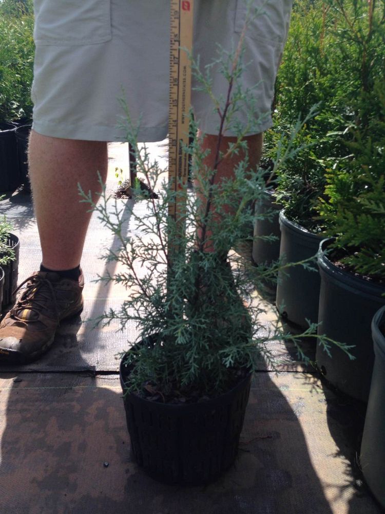 cupressus-arizonica-glabra-carolina-sapphire-arizona-blue-cypress-smooth-bark-arizona-cypress-callitropsis-glabra