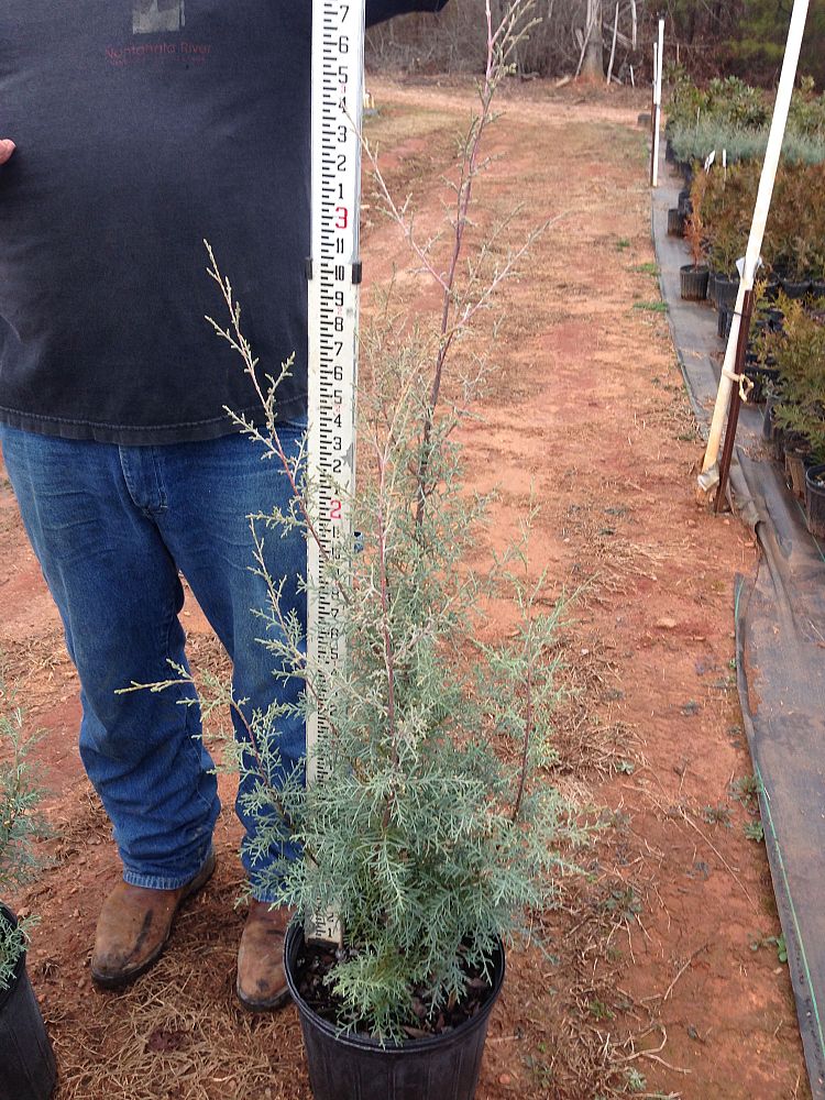 cupressus-arizonica-glabra-carolina-sapphire-arizona-blue-cypress-smooth-bark-arizona-cypress-callitropsis-glabra