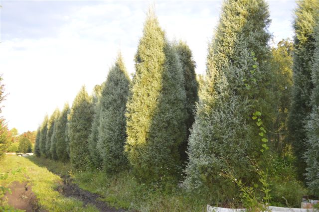 cupressus-arizonica-glabra-carolina-sapphire-arizona-blue-cypress-smooth-bark-arizona-cypress-callitropsis-glabra