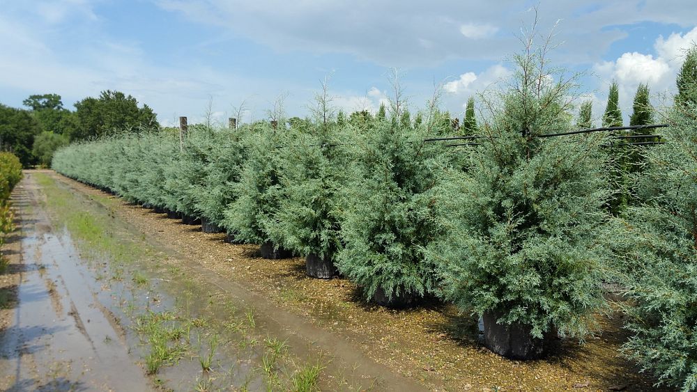 cupressus-arizonica-glabra-carolina-sapphire-arizona-blue-cypress-smooth-bark-arizona-cypress-callitropsis-glabra