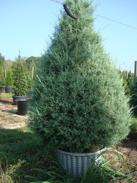 cupressus-arizonica-glabra-carolina-sapphire-arizona-blue-cypress-smooth-bark-arizona-cypress-callitropsis-glabra