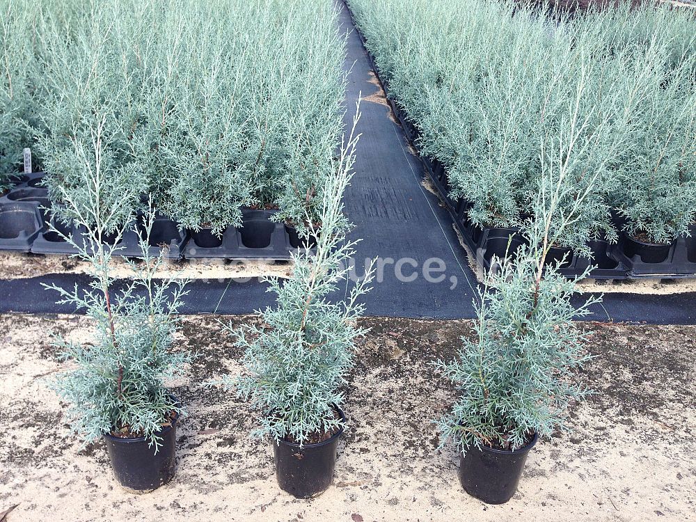 cupressus-arizonica-glabra-carolina-sapphire-arizona-blue-cypress-smooth-bark-arizona-cypress-callitropsis-glabra