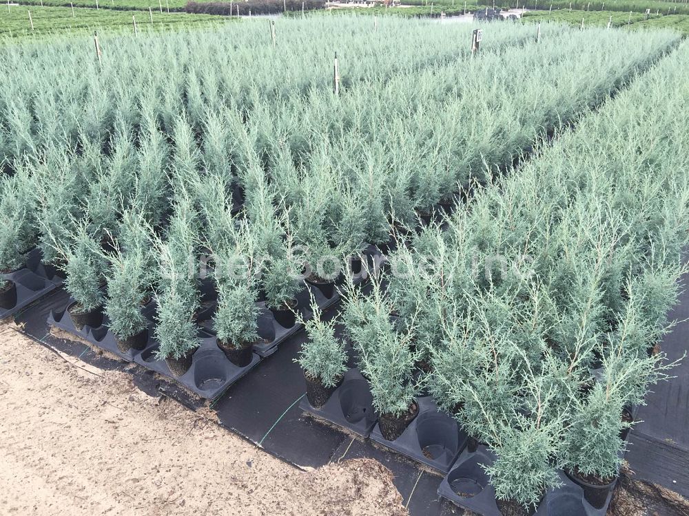 cupressus-arizonica-glabra-carolina-sapphire-arizona-blue-cypress-smooth-bark-arizona-cypress-callitropsis-glabra