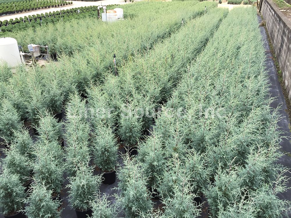 cupressus-arizonica-glabra-carolina-sapphire-arizona-blue-cypress-smooth-bark-arizona-cypress-callitropsis-glabra