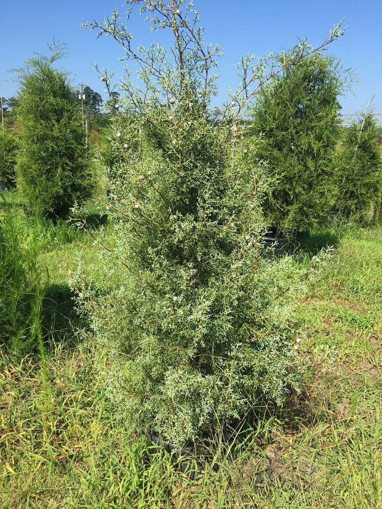 cupressus-arizonica-glabra-carolina-sapphire-arizona-blue-cypress-smooth-bark-arizona-cypress-callitropsis-glabra