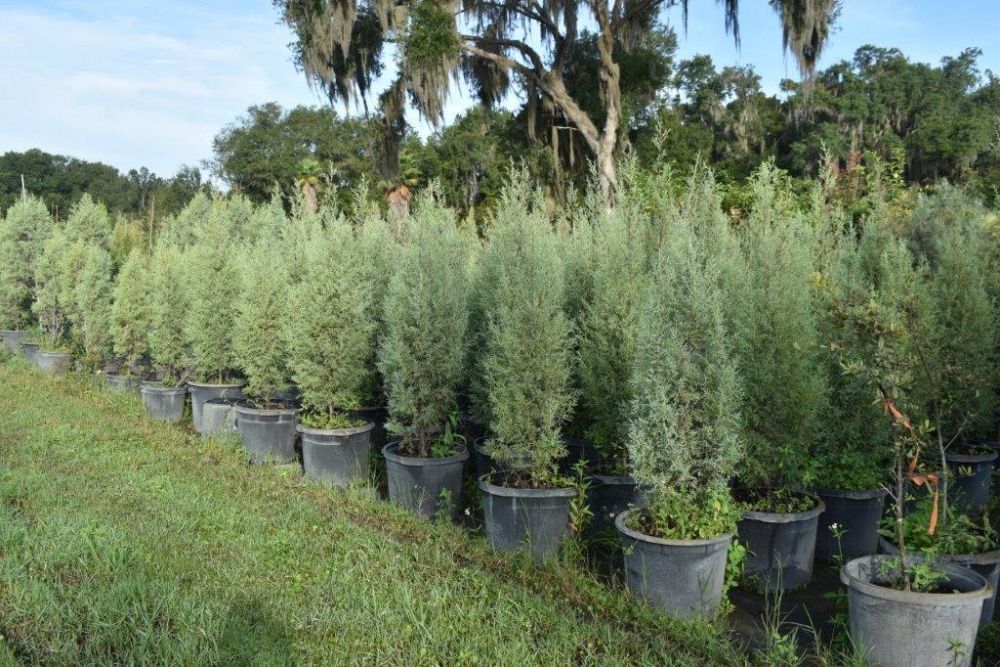 cupressus-arizonica-glabra-carolina-sapphire-arizona-blue-cypress-smooth-bark-arizona-cypress-callitropsis-glabra