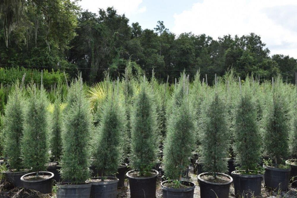 cupressus-arizonica-glabra-carolina-sapphire-arizona-blue-cypress-smooth-bark-arizona-cypress-callitropsis-glabra