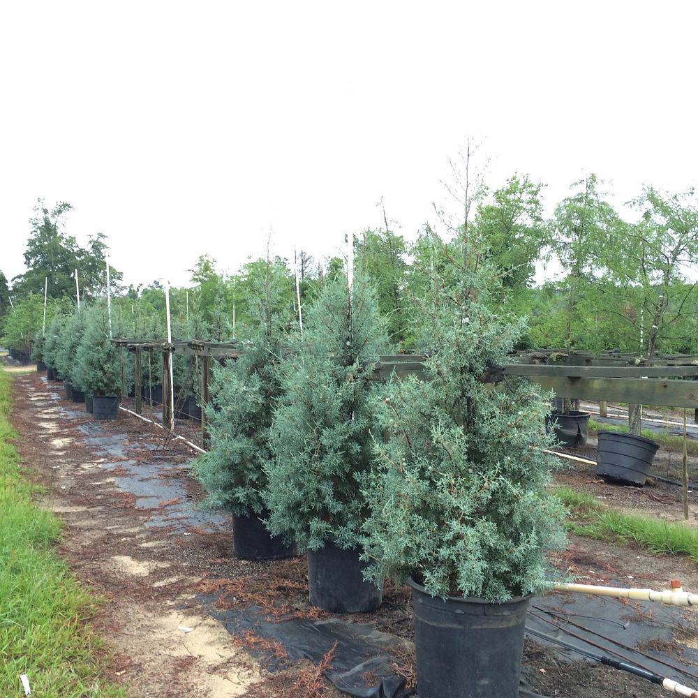 cupressus-arizonica-glabra-carolina-sapphire-arizona-blue-cypress-smooth-bark-arizona-cypress-callitropsis-glabra