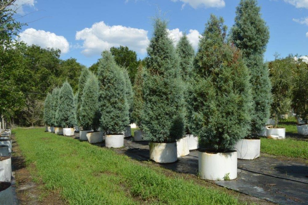 cupressus-arizonica-glabra-carolina-sapphire-arizona-blue-cypress-smooth-bark-arizona-cypress-callitropsis-glabra