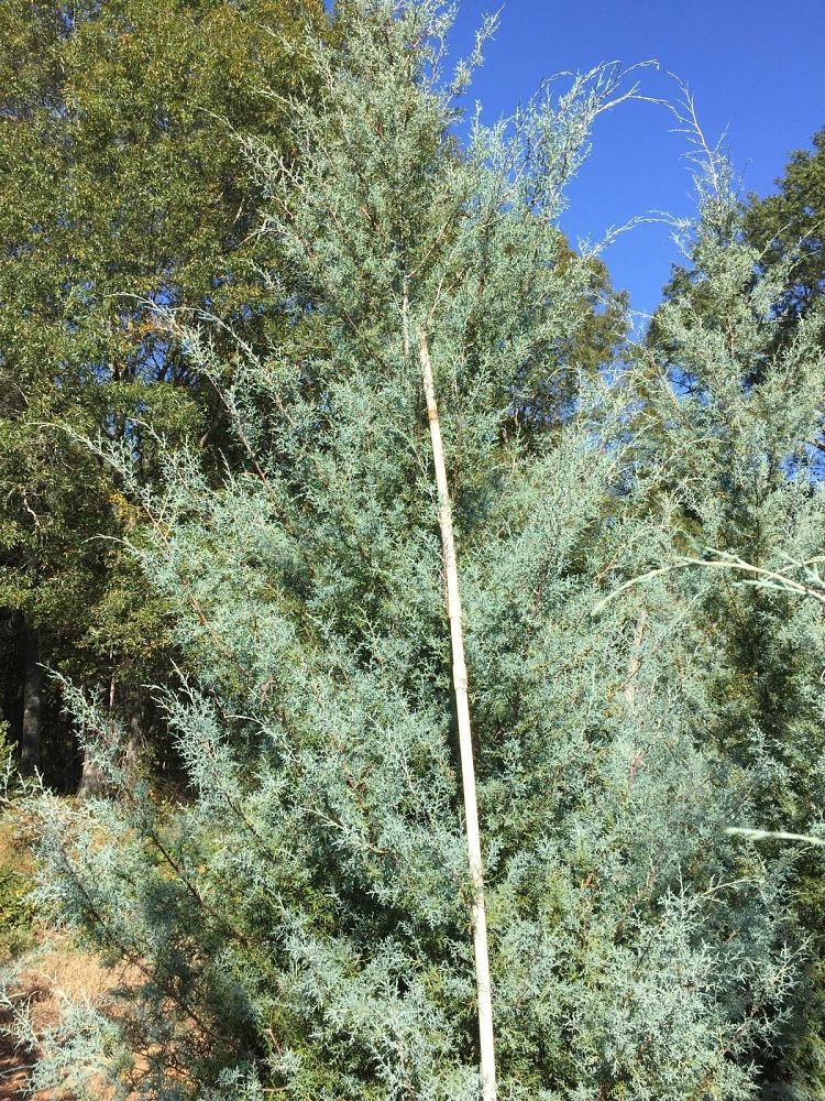 cupressus-arizonica-glabra-carolina-sapphire-arizona-blue-cypress-smooth-bark-arizona-cypress-callitropsis-glabra