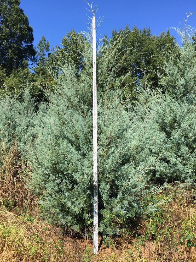 cupressus-arizonica-glabra-carolina-sapphire-arizona-blue-cypress-smooth-bark-arizona-cypress-callitropsis-glabra