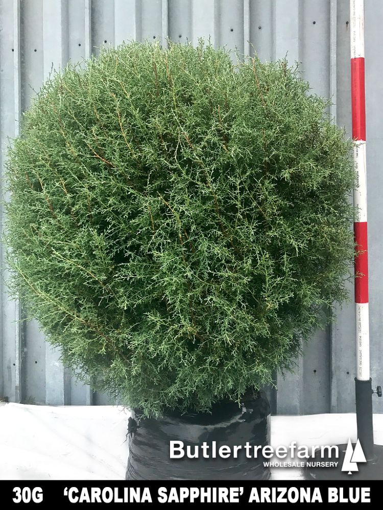 cupressus-arizonica-glabra-carolina-sapphire-arizona-blue-cypress-smooth-bark-arizona-cypress-callitropsis-glabra