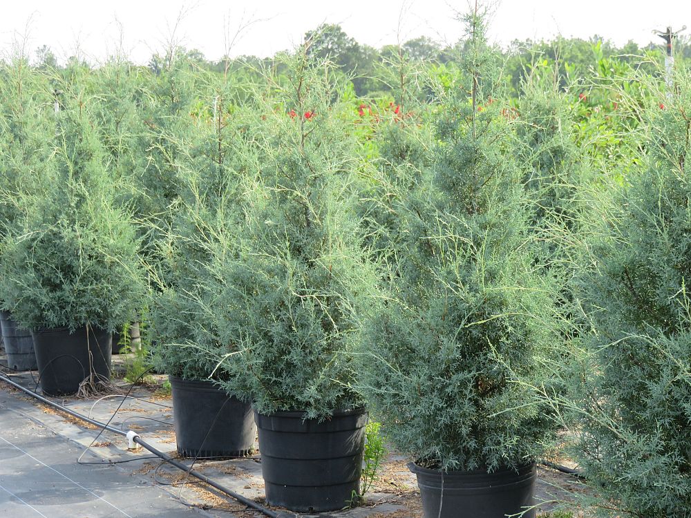 cupressus-arizonica-glabra-carolina-sapphire-arizona-blue-cypress-smooth-bark-arizona-cypress-callitropsis-glabra