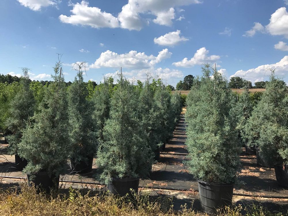 cupressus-arizonica-glabra-carolina-sapphire-arizona-blue-cypress-smooth-bark-arizona-cypress-callitropsis-glabra