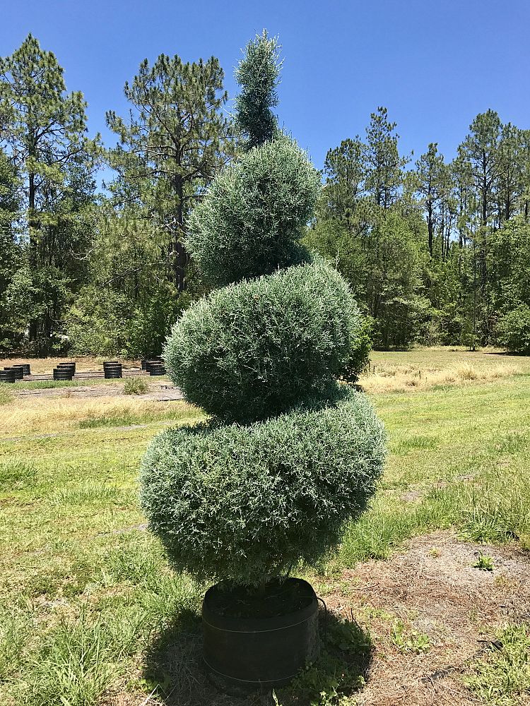 cupressus-arizonica-glabra-carolina-sapphire-arizona-blue-cypress-smooth-bark-arizona-cypress-callitropsis-glabra