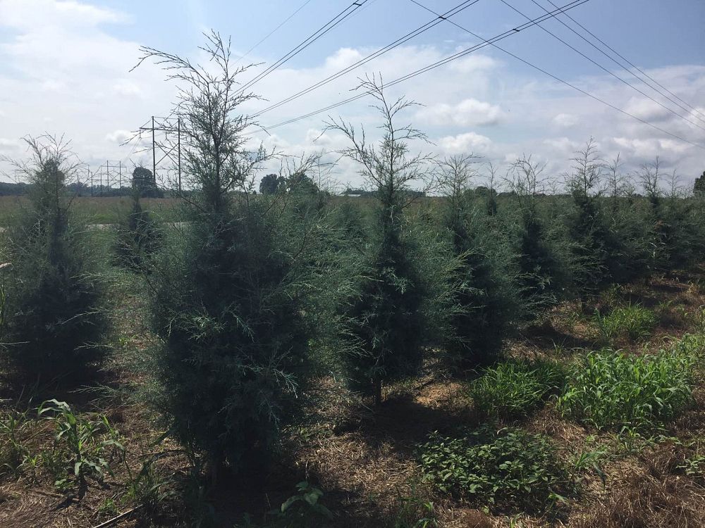 cupressus-arizonica-glabra-carolina-sapphire-arizona-blue-cypress-smooth-bark-arizona-cypress-callitropsis-glabra