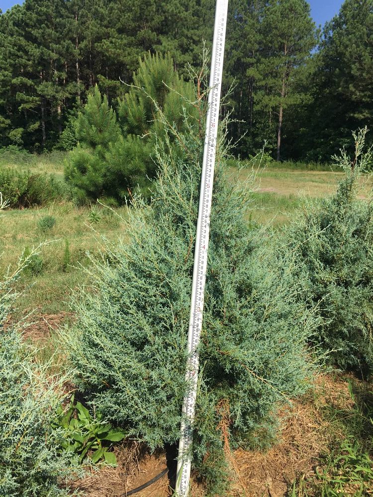 cupressus-arizonica-glabra-carolina-sapphire-arizona-blue-cypress-smooth-bark-arizona-cypress-callitropsis-glabra
