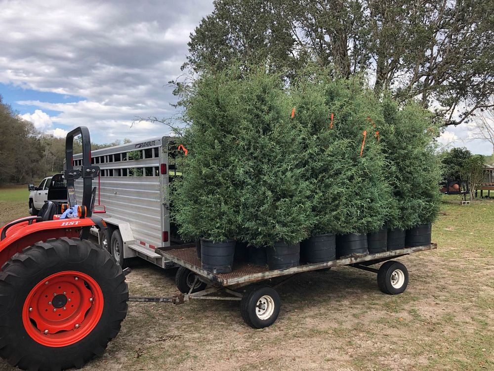 cupressus-arizonica-glabra-carolina-sapphire-arizona-blue-cypress-smooth-bark-arizona-cypress-callitropsis-glabra