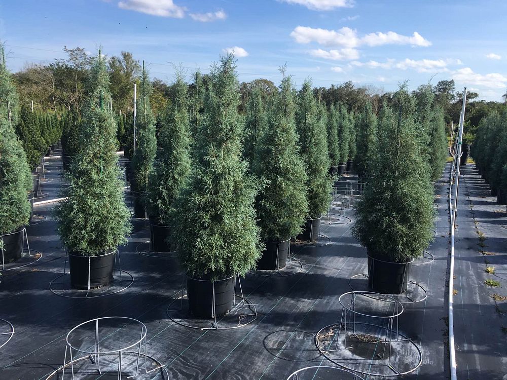 cupressus-arizonica-glabra-carolina-sapphire-arizona-blue-cypress-smooth-bark-arizona-cypress-callitropsis-glabra