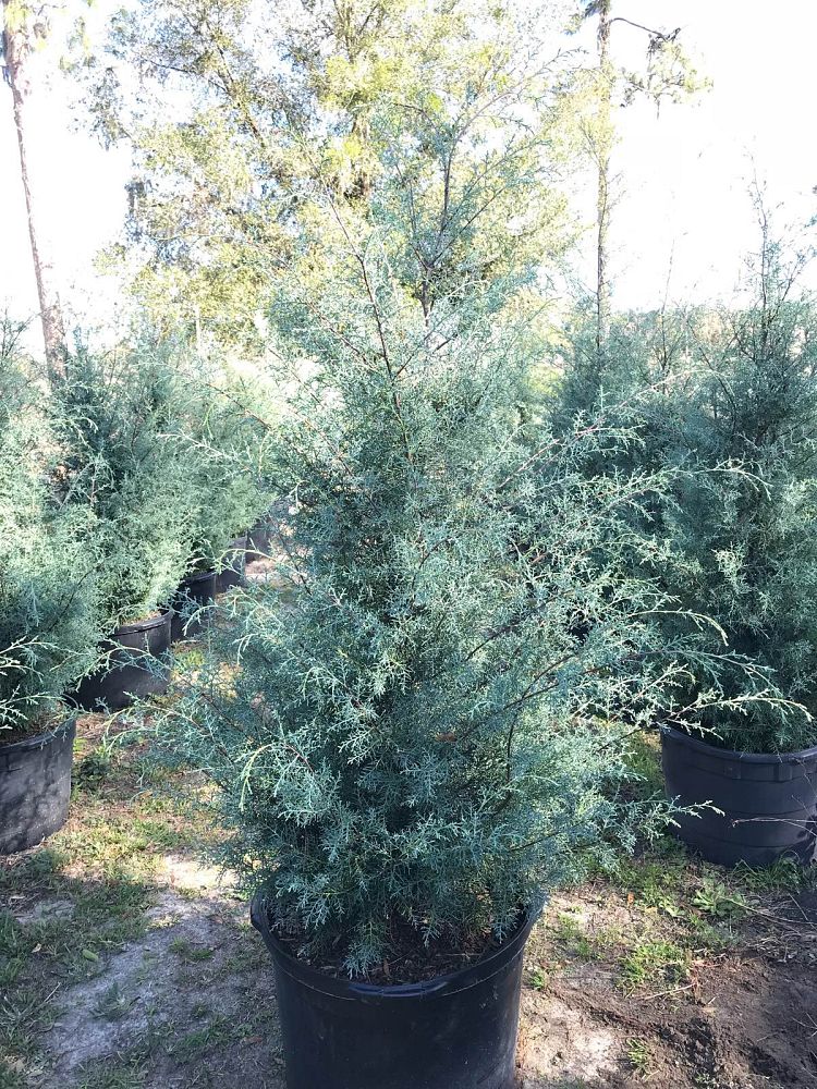 cupressus-arizonica-glabra-carolina-sapphire-arizona-blue-cypress-smooth-bark-arizona-cypress-callitropsis-glabra