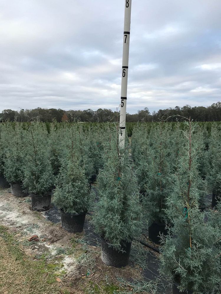 cupressus-arizonica-glabra-carolina-sapphire-arizona-blue-cypress-smooth-bark-arizona-cypress-callitropsis-glabra
