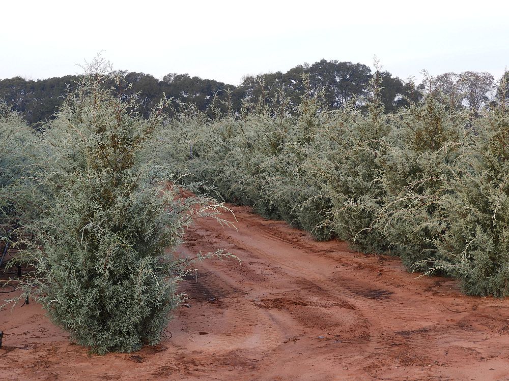 cupressus-arizonica-glabra-carolina-sapphire-arizona-blue-cypress-smooth-bark-arizona-cypress-callitropsis-glabra