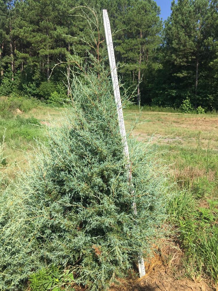 cupressus-arizonica-glabra-carolina-sapphire-arizona-blue-cypress-smooth-bark-arizona-cypress-callitropsis-glabra