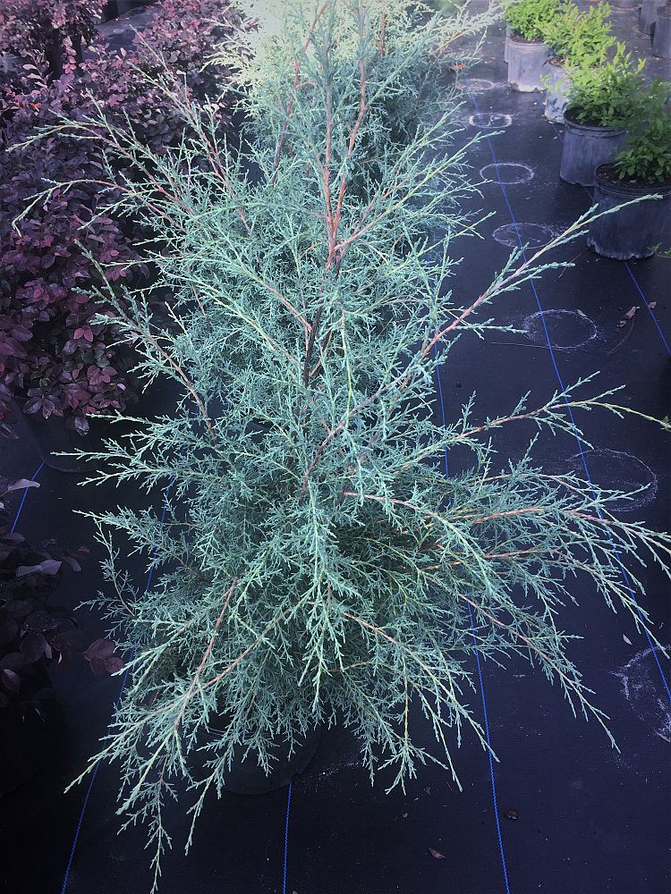 cupressus-arizonica-glabra-carolina-sapphire-arizona-blue-cypress-smooth-bark-arizona-cypress-callitropsis-glabra